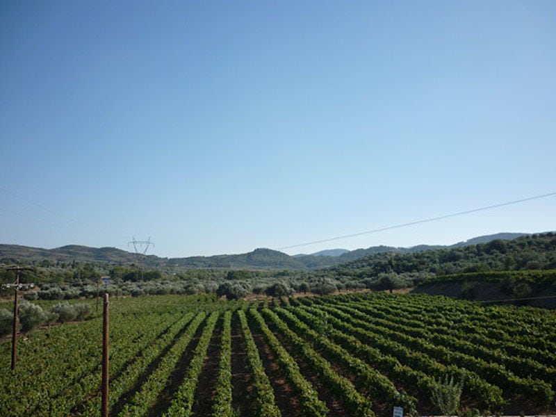 rows of vines at 'Theodorakakos Estate' vineyards in the background of blue sky and mountains